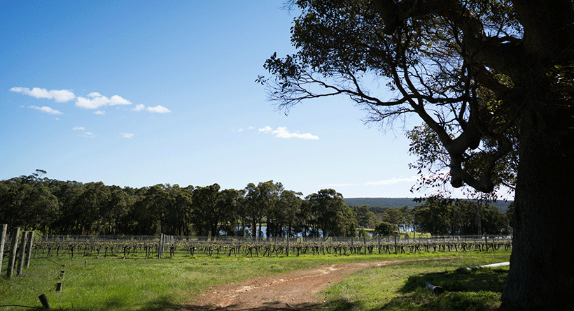 Stormflower Vineyard 